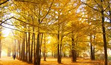 学校秋天的银杏树