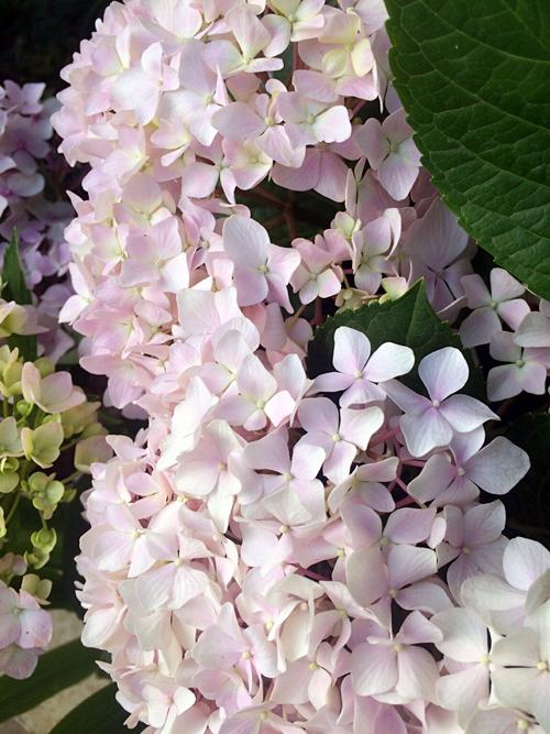 看完那棵花树之后