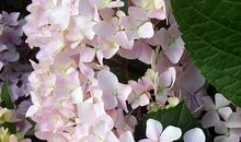 那一树繁花读后感