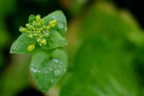 春雨像油一样贵