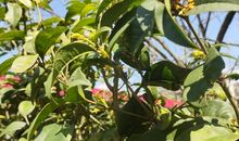 寻找记忆中的那棵树