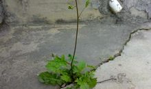 那一株顽强的植物