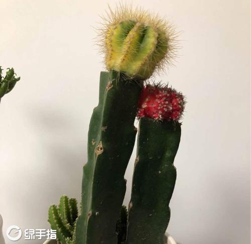为我赢的仙人掌
