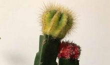 为我争气的仙人掌