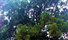 我为家乡种棵树