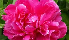 好一朵美丽的牡丹花