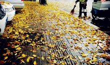 路上落叶纷飞