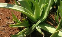 爸爸的那株芦荟