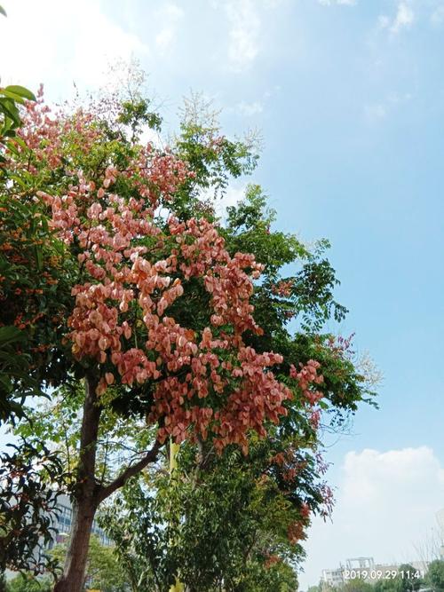 为祖国种植香精