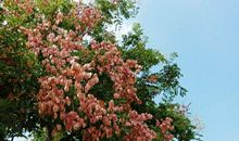 为祖国种下一片芬芳