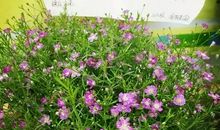 把春天带到教室里