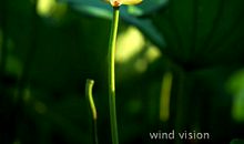 别了故乡的青荷