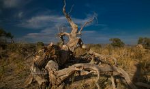 一个小生命的呼唤