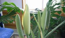 生机勃勃的茉莉