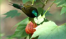 大自然中的精灵