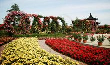 美丽的月季公园