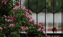 我家楼下的小花园