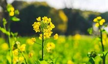 理性态度向阳而生