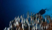 奇妙的自然之声