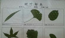 我的树叶标本
