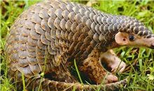 写背黑锅的作文