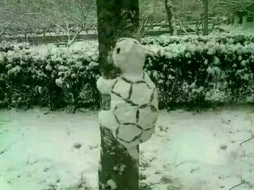乌龟要上树