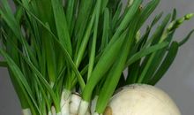 我想让水仙更加炫丽