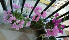 花开花落皆是爱