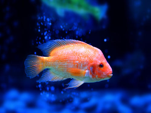 鱼在水族馆