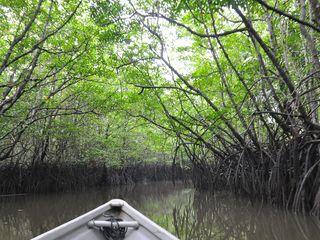 红树林之旅