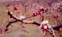 我爱家乡的杏花