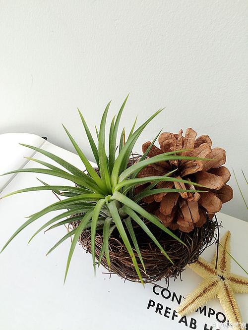 植物很棒