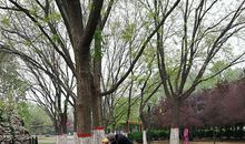 美丽的新蕾公园