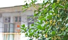 嗅起一段桂花香