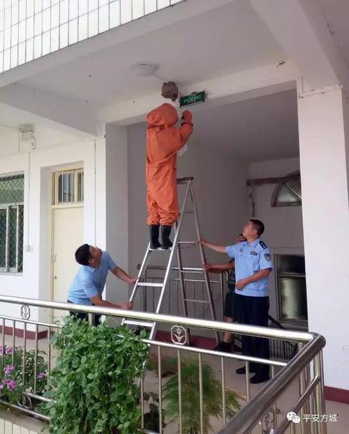 教室里不请自来的大黄蜂