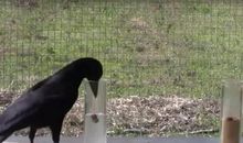 没有主见的乌鸦