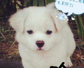 小白狗