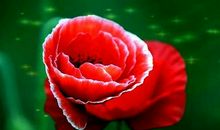 路上请留住最美的花朵