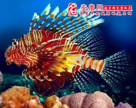 五颜六色的鱼