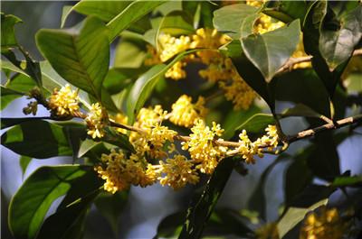 桂花盛开的声音