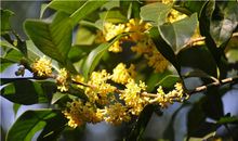 桂花盛开的声音