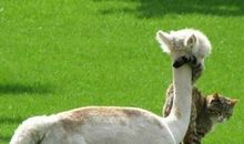 我有一只小动物