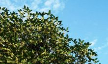 我爱校园的桂花