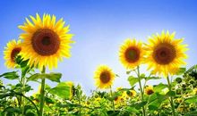 阳光赋予生命的力量