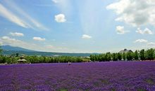 美丽的家乡景色作文