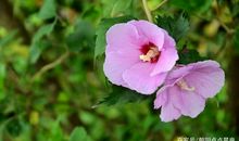 那段泪水浸染成花的日子