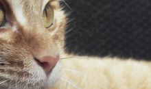 与一只猫的回忆