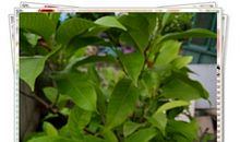 我是一朵栀子花