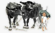 爸爸的放牛趣事