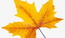 一片枫叶的故事